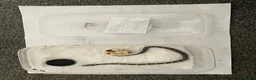Corn Snake reptiles for sale: Corn Snakes - Advert 15