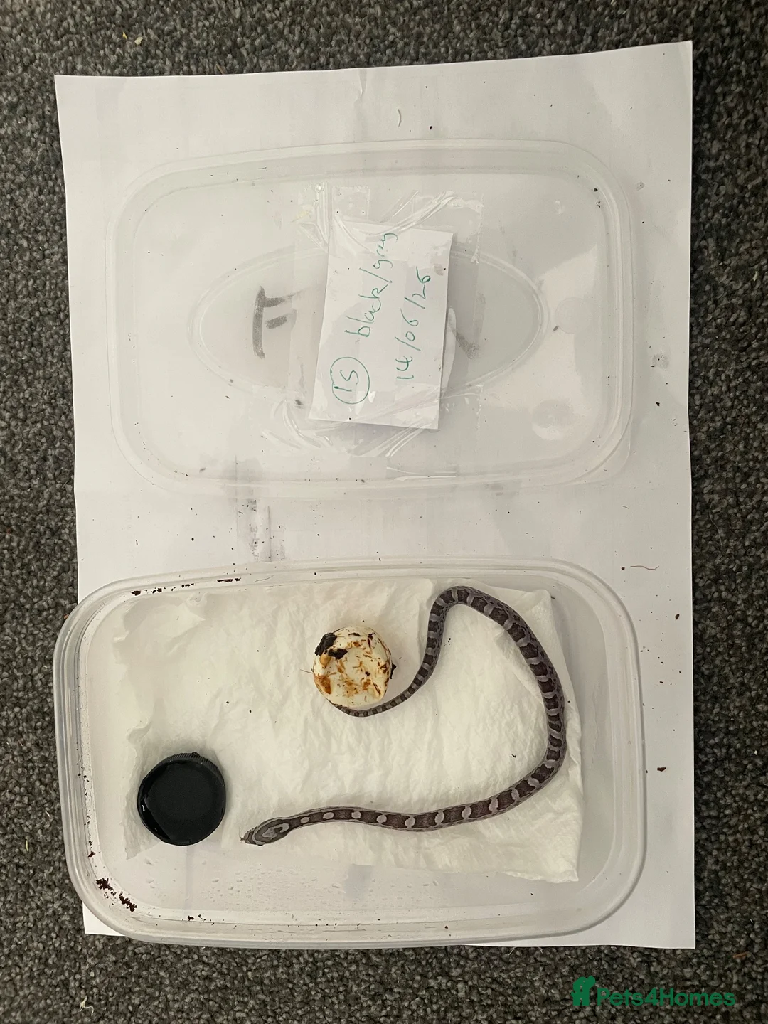 Corn Snake reptiles for sale: Corn Snakes - Advert 15