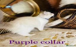 Ragdoll cats for sale: QUALITY GCCF RAGDOLLS KITTENS READY NOW  - Image 29