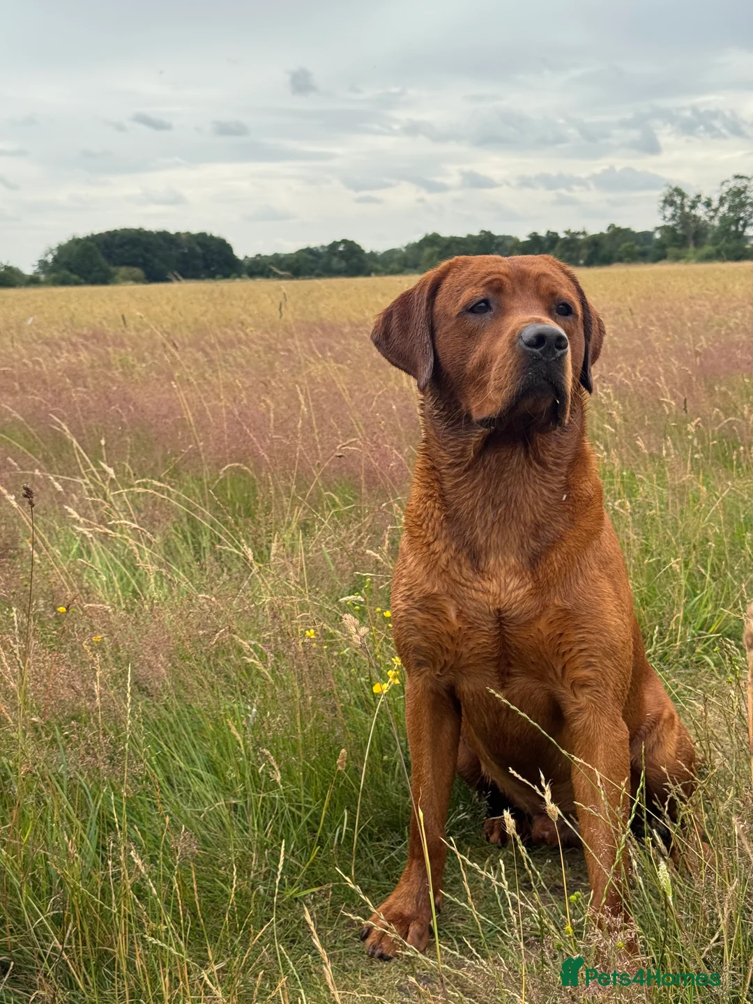 Labrador Retriever dogs for stud: Perfect 0/0 Hips & Elbows Dark Fox Red Labrador ⭐️ - Advert 14