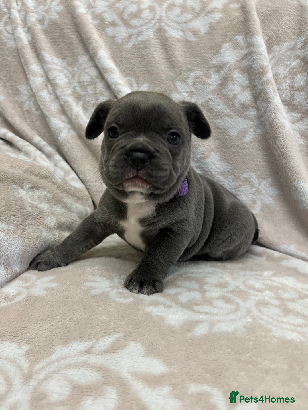 French Bulldog dogs for sale: Lovely Frenchies  - Advert 24