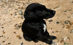 Labrador Retriever dogs for stud: Healthy, gentle Lab boy for stud - Image 5