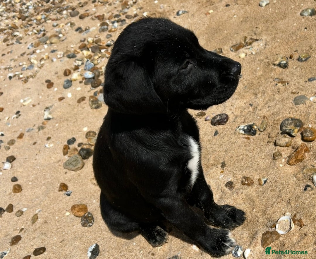 Labrador Retriever dogs for stud: Healthy, gentle Lab boy for stud - Image 5