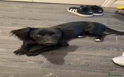 Mixed Breed dogs for sale: Cocker Jack puppy - Advert 2