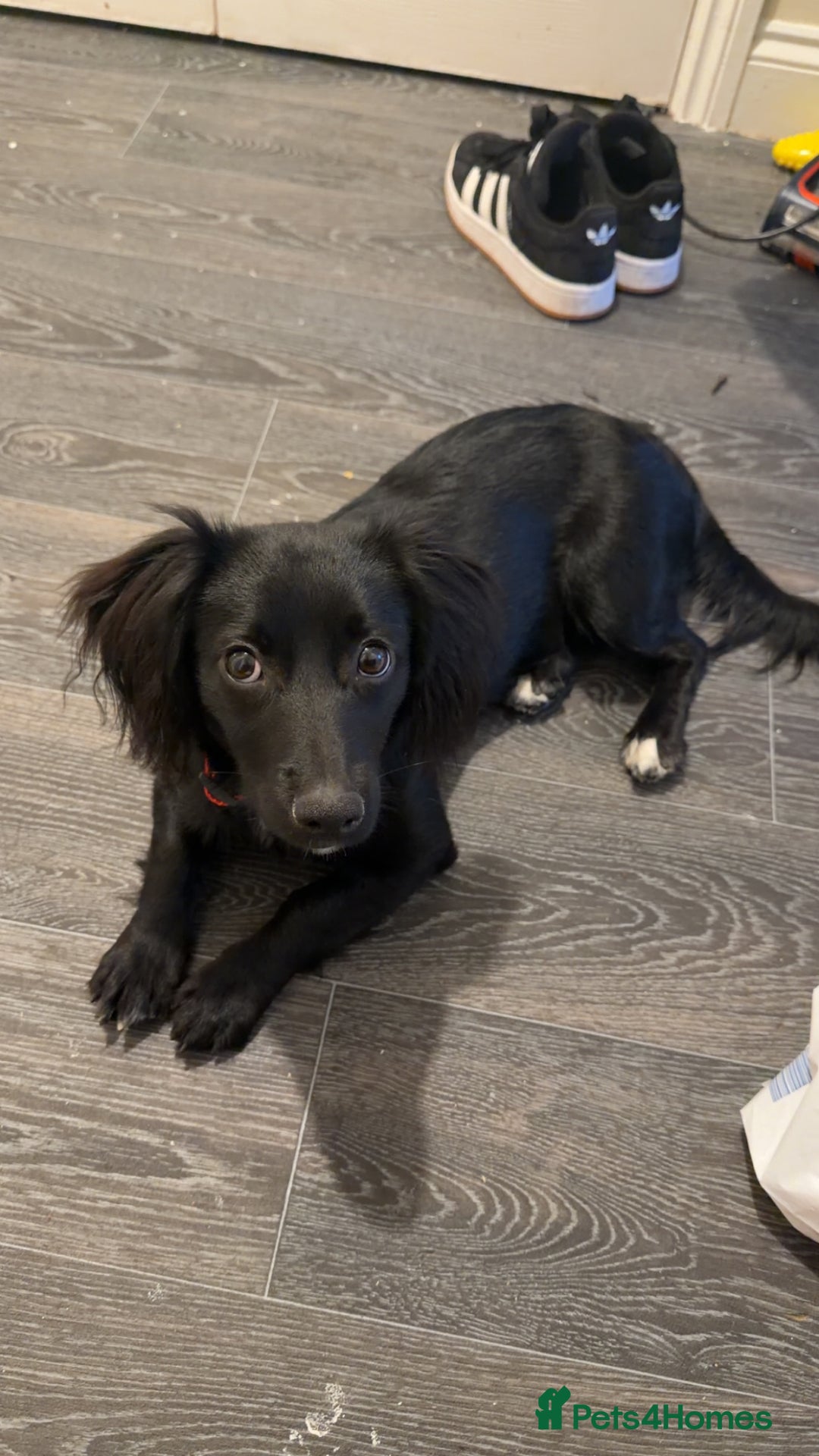 Mixed Breed dogs for sale: Cocker Jack puppy - Advert 2