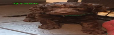 Sproodle 2