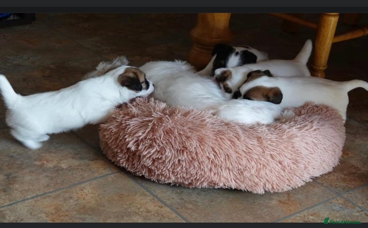 Jack Russell dogs - Advert 3