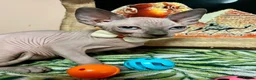 Sphynx cats for sale: Sphynx kittens✨ - Advert 9