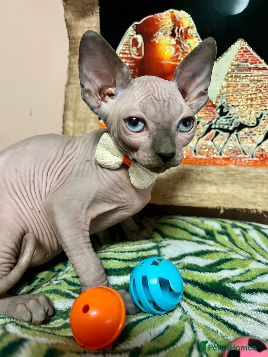 Sphynx cats for sale: Sphynx kittens✨ - Advert 9