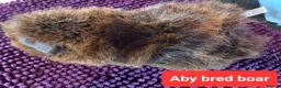 Guinea Pig rodents for sale: Rex sows/boars, Aby, cali guinea pigs. - Advert 15