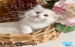 Ragdoll cats for sale: 🐾🩷*TICA REG* LYNX TABBY EU RAGDOLL KITTENS🩵🐾 - Image 12