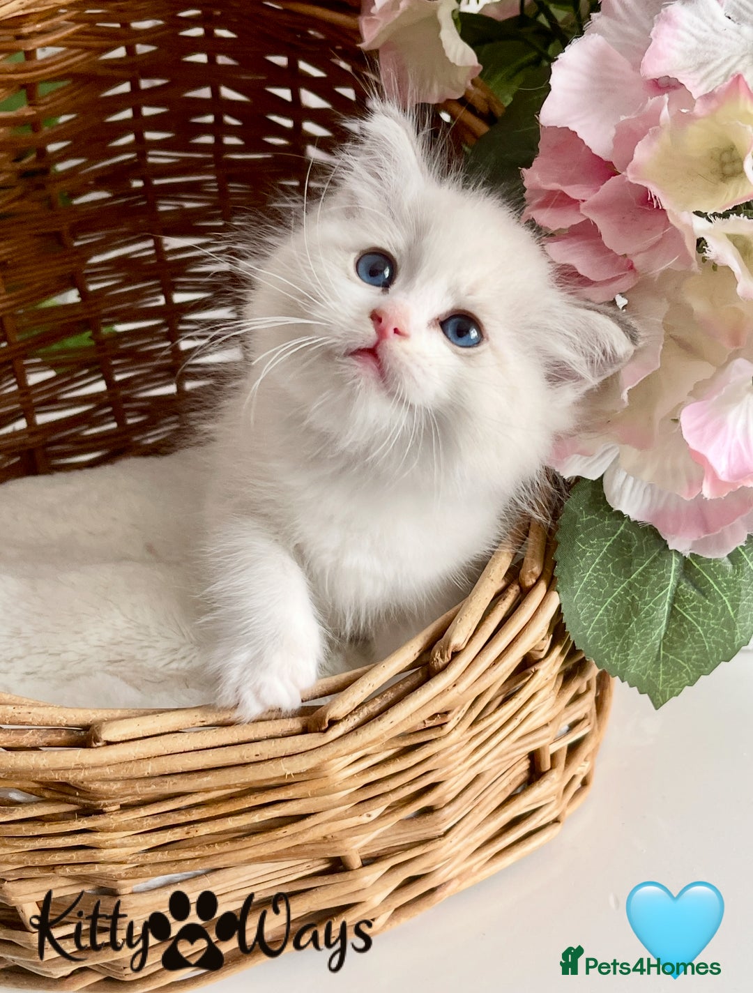 Ragdoll cats for sale: 🐾🩷*TICA REG* LYNX TABBY EU RAGDOLL KITTENS🩵🐾 - Image 12