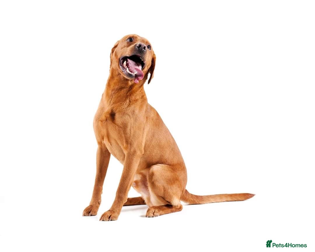 Springador dogs for sale: Springadors - Advert 6