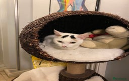 Brazilian Shorthair cats for sale: Beautiful Female Shorthair  - Image 8