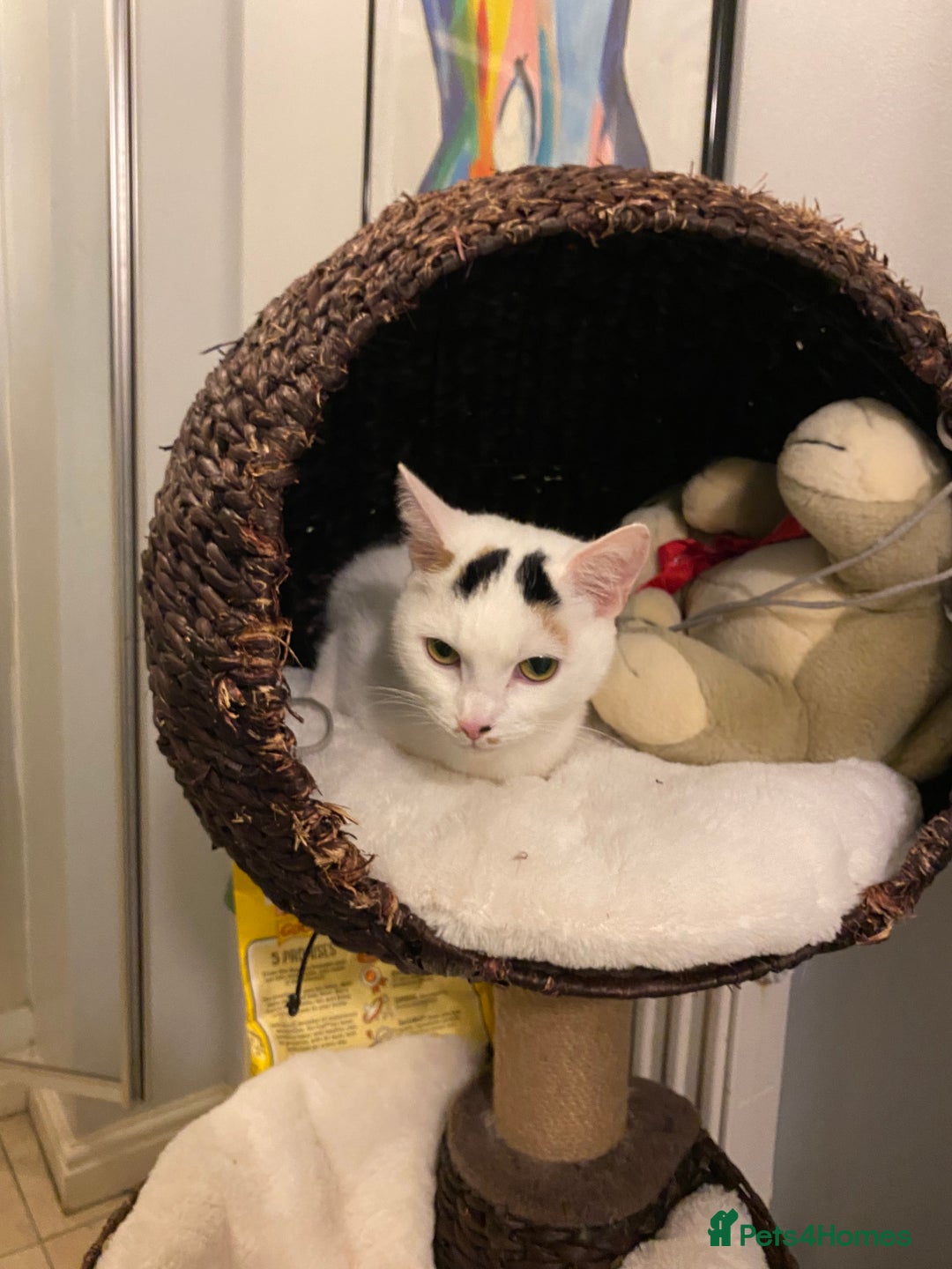 Brazilian Shorthair cats for sale: Beautiful Female Shorthair  - Image 8