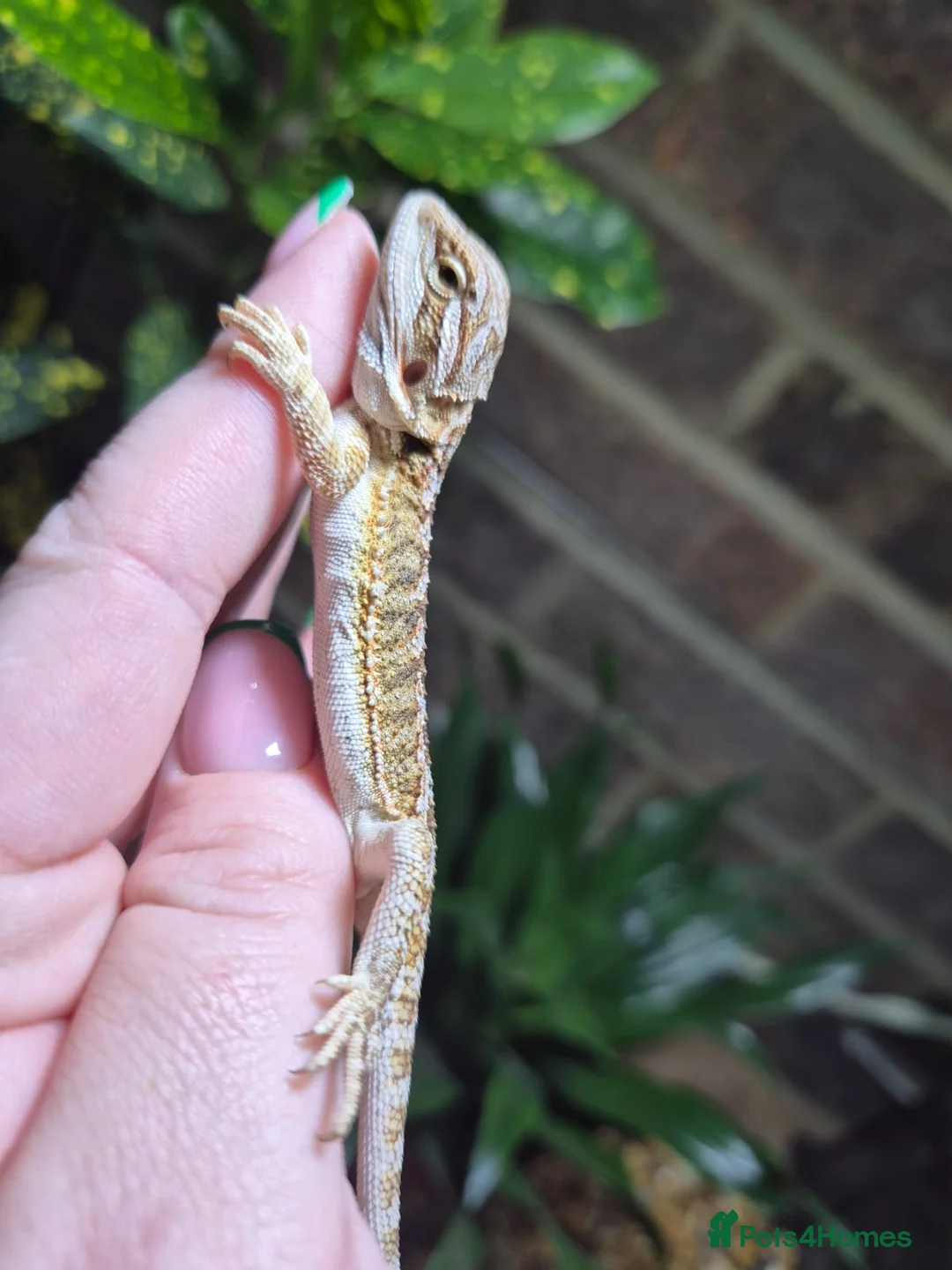 Bearded Dragon reptiles for sale:  Baby bearded dragons - Advert 1