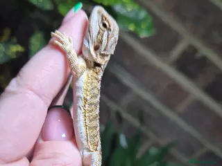 Bearded Dragon reptiles Baby bearded dragons - Advert 3