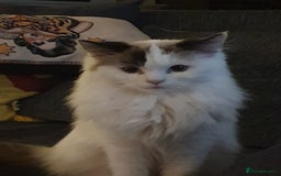 Ragdoll cats for sale: Ragdoll girls need rehomed asap - Image 3