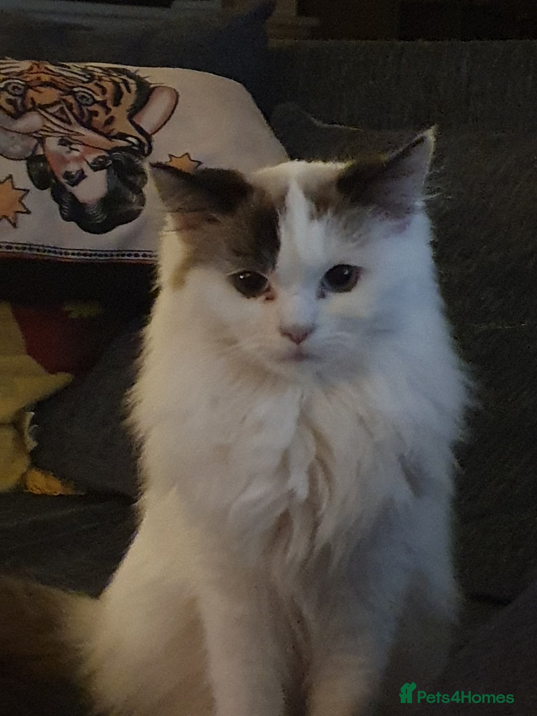 Ragdoll cats for sale: Ragdoll girls need rehomed asap - Image 3