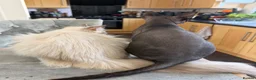 Sphynx cats for sale: WAITING LIST TICA SPHYNX KITTENS  - Advert 4