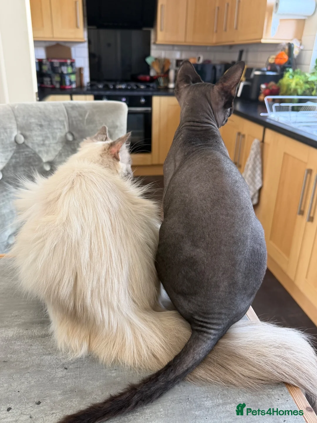 Sphynx cats for sale: TICA SPHYNX KITTENS  - Advert 3