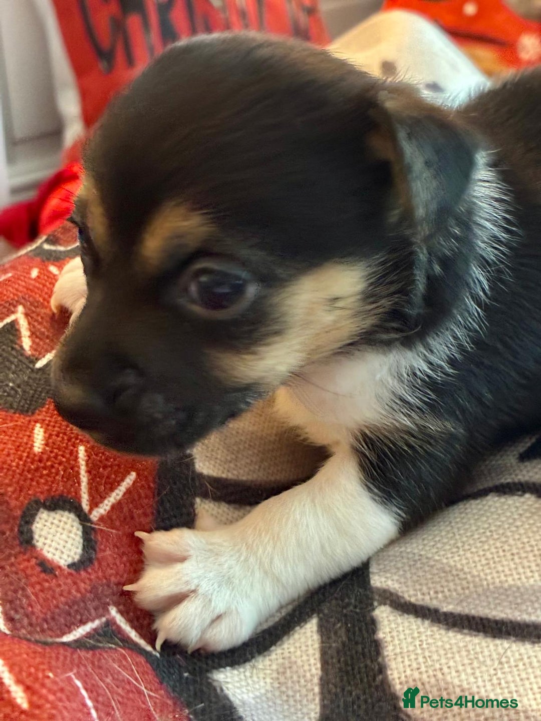 Jack Russell dogs for sale: Miniature Jack Russel Pups for sale - Advert 17