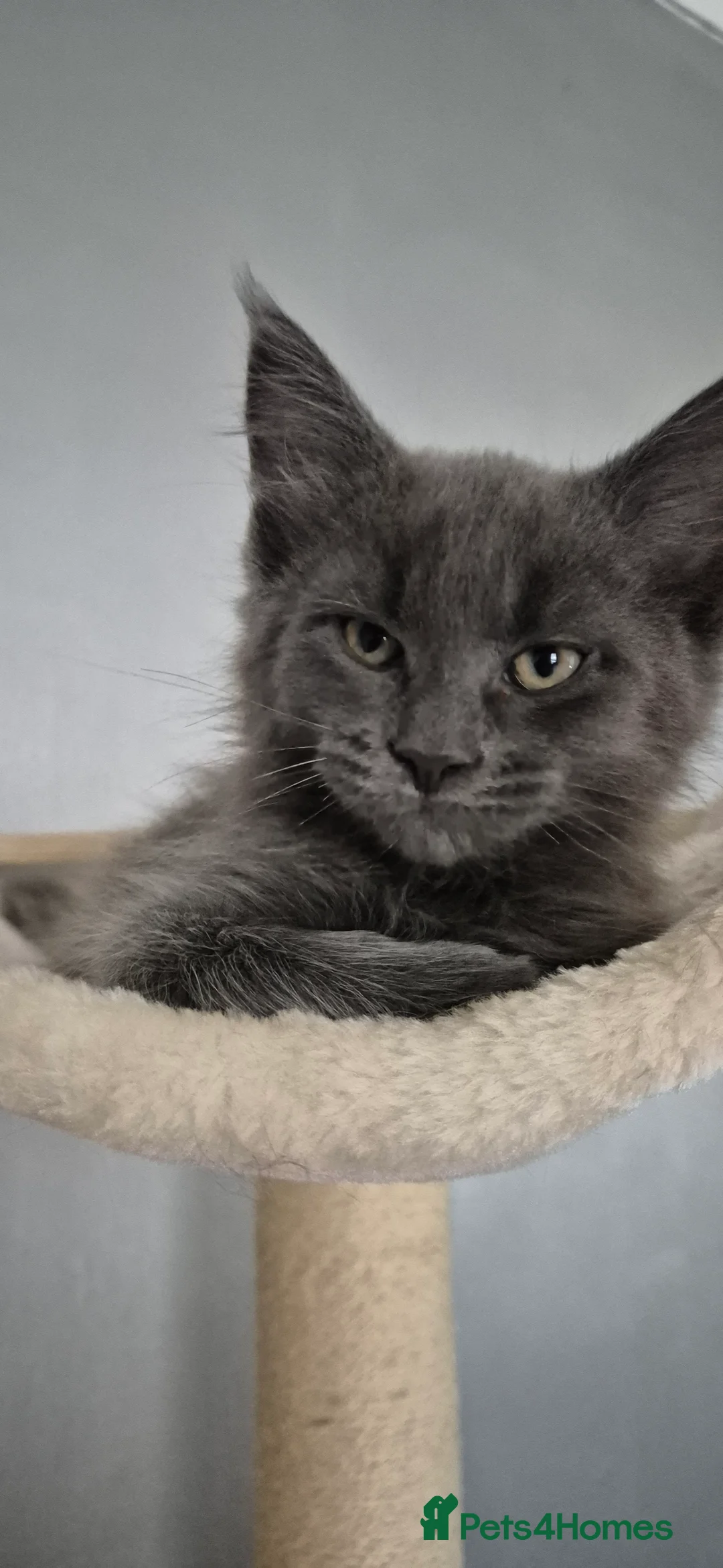 Maine Coon cats for sale: Maine Coon kittens  - Advert 9