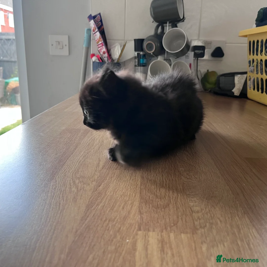Mixed Breed cats for sale: Adorable Kittens Ready for Their New Hom - Advert 2
