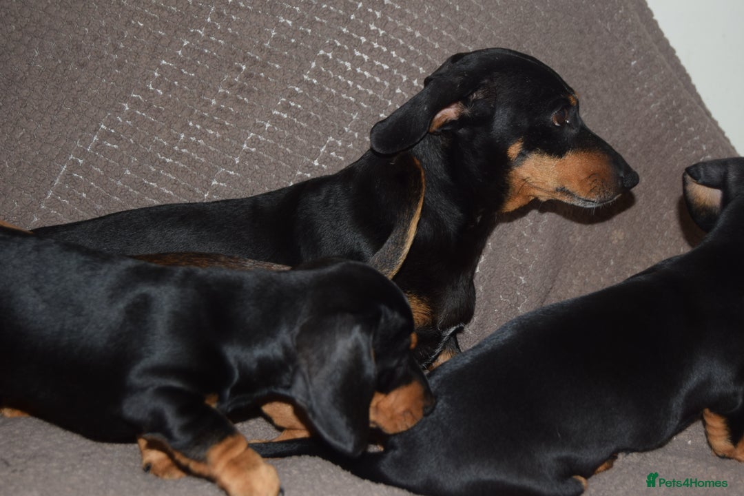 Dachshund dogs for sale: 3/4 MINIATURE SMOOTH DACHSHUND PUPPIES - Image 17