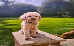 Maltipoo dogs for sale: F1b Maltipoo - Image 9