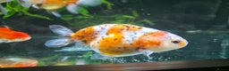 Fancy Goldfish fish for sale: Fancy Goldfish (Oranda & Ranchu) - Advert 3