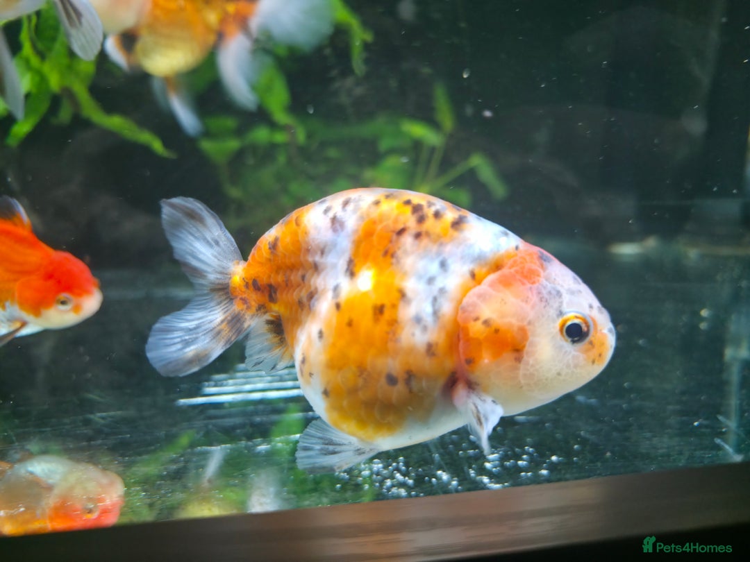 Fancy Goldfish fish for sale: Fancy Goldfish (Oranda & Ranchu) - Advert 3