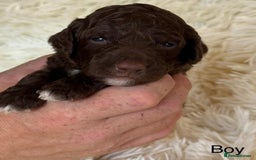 Cockapoo dogs for sale: Beautiful Merle cockapoo puppies ready 19th August - Image 4