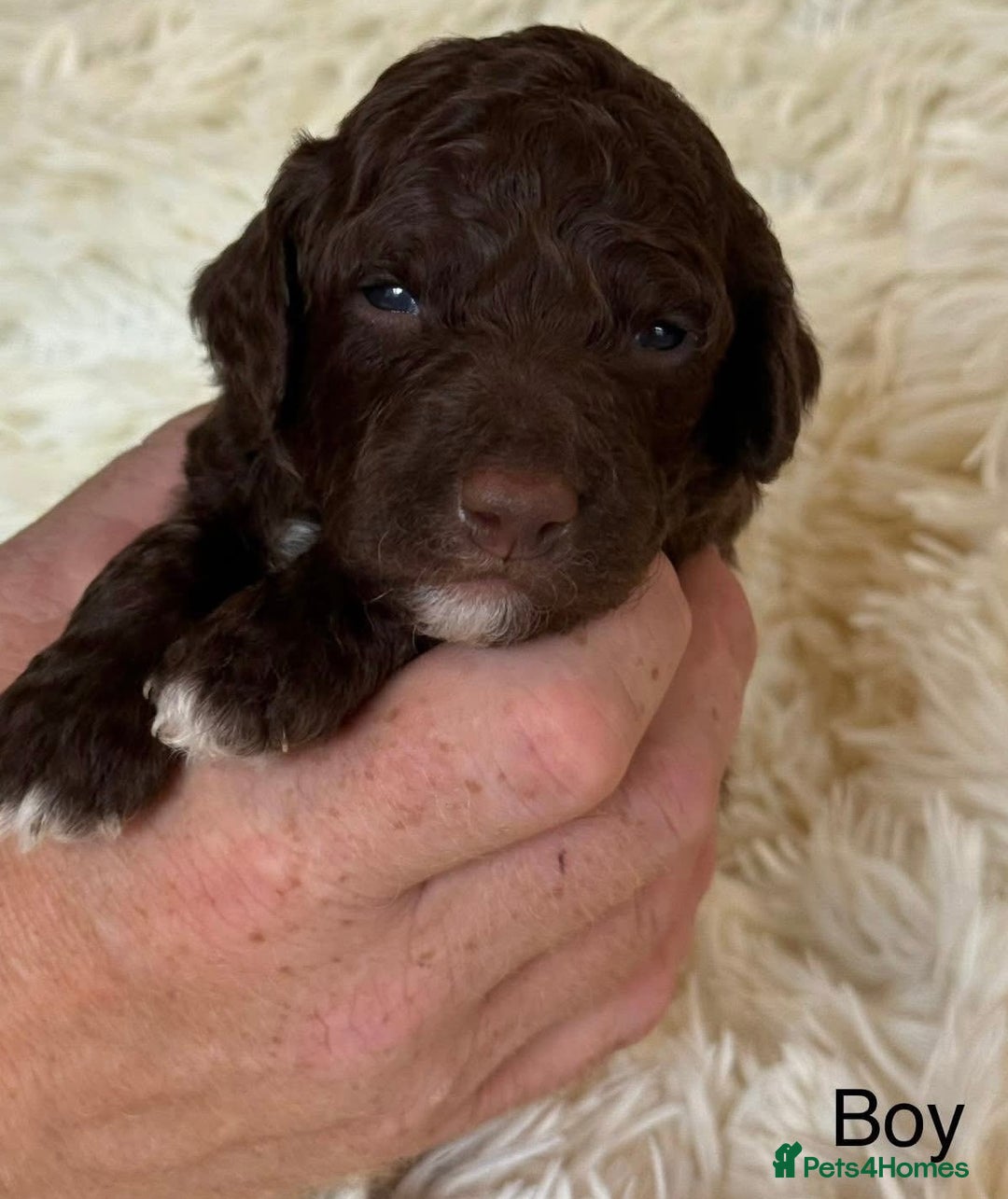 Cockapoo dogs for sale: Beautiful Merle cockapoo puppies ready 19th August - Image 4