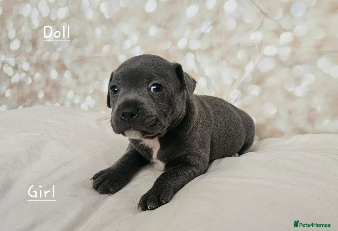 Staffordshire Bull Terrier dogs for stud: Stud  in Godalming - Advert 18