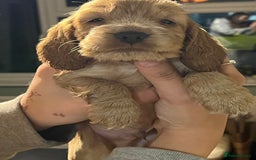 Cocker Spaniel dogs for sale: Stunning KC Reg Show Cocker, health tested mum - Image 1