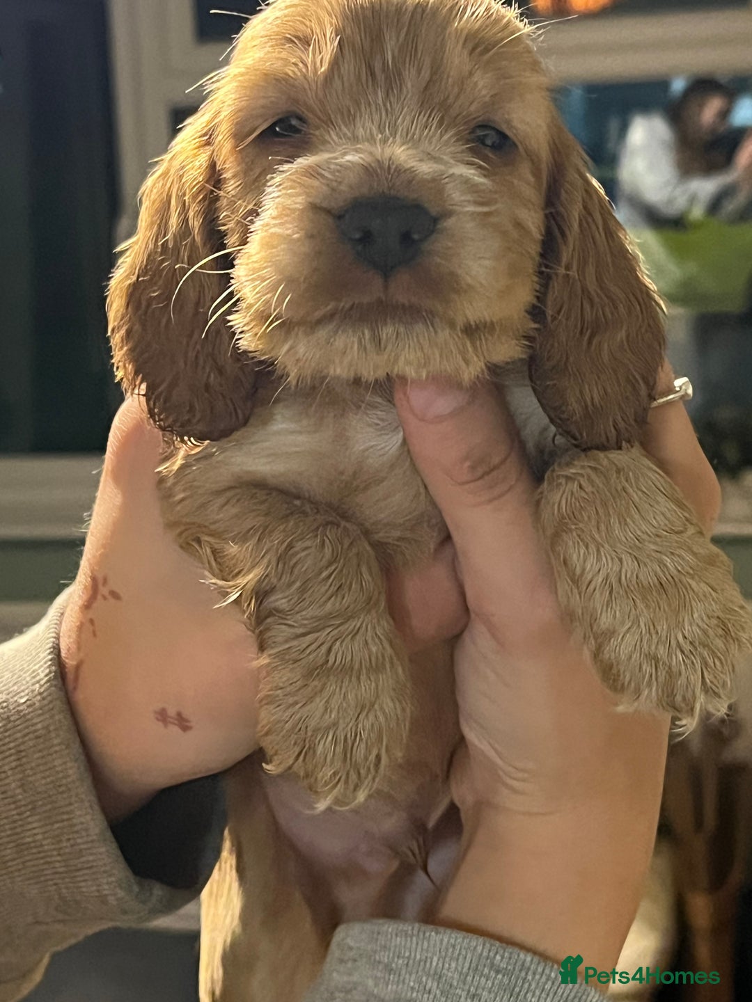 Cocker Spaniel dogs for sale: Stunning KC Reg Show Cocker, health tested mum - Image 1