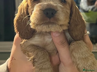 Cocker Spaniel dogs - Advert 4