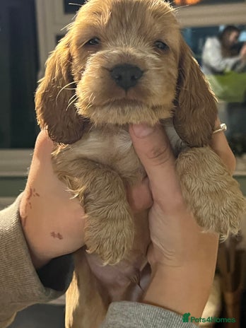 Cocker Spaniel dogs - Advert 5