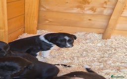 Mixed Breed dogs for sale: Beautiful sprollie puppies  - Image 11