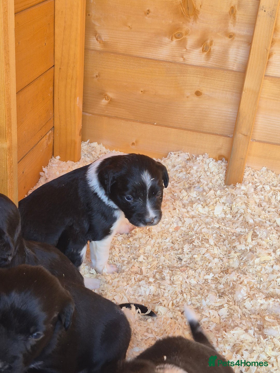Mixed Breed dogs for sale: Beautiful sprollie puppies  - Image 11