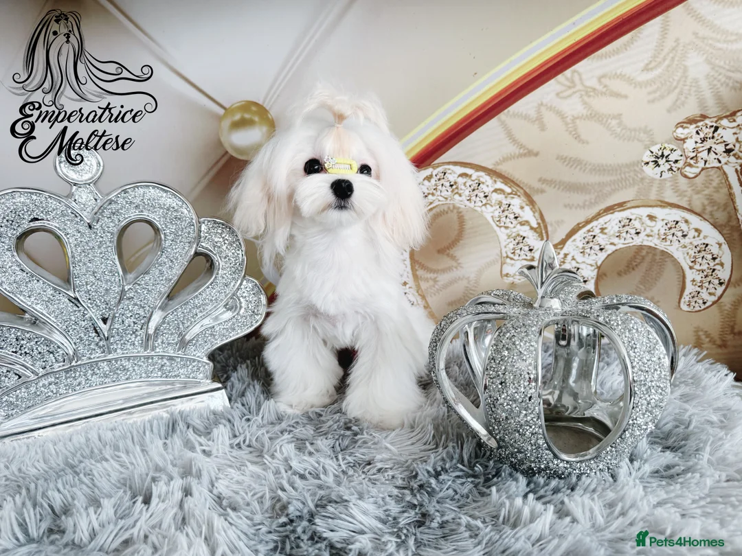 Maltese dogs for sale: Emperatrice Maltese-Korean Line Show Maltese KC Re - Advert 14