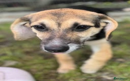 Mixed Breed dogs for adoption: DARIA -  a superb little girl, for a Loving Home - Image 5
