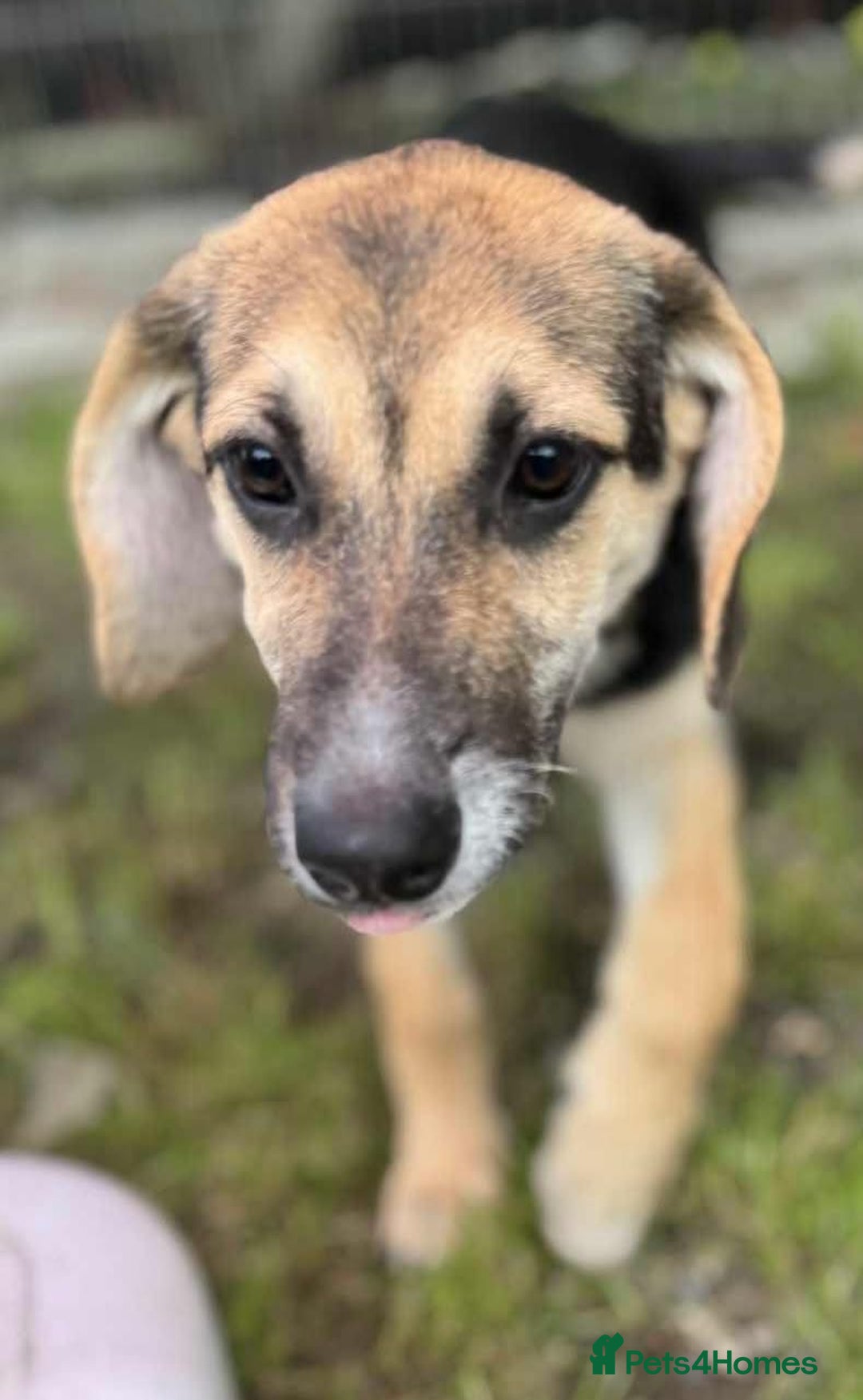 Mixed Breed dogs for adoption: DARIA -  a superb little girl, for a Loving Home - Image 5