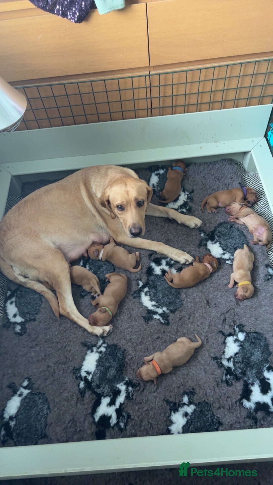 Labrador Retriever dogs for sale: Stunning Fox Red Labrador puppies  - Image 4