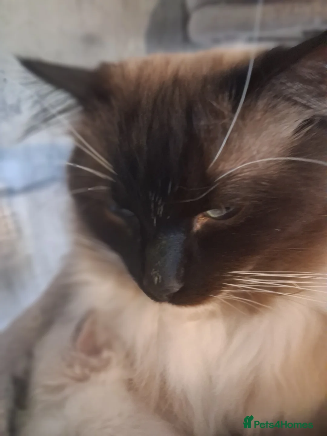 Ragdoll cats for stud: Ragdoll stud Chico  - Advert 4