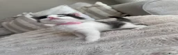Mixed Breed cats for sale: Ragdoll x tuxedo  - Advert 12