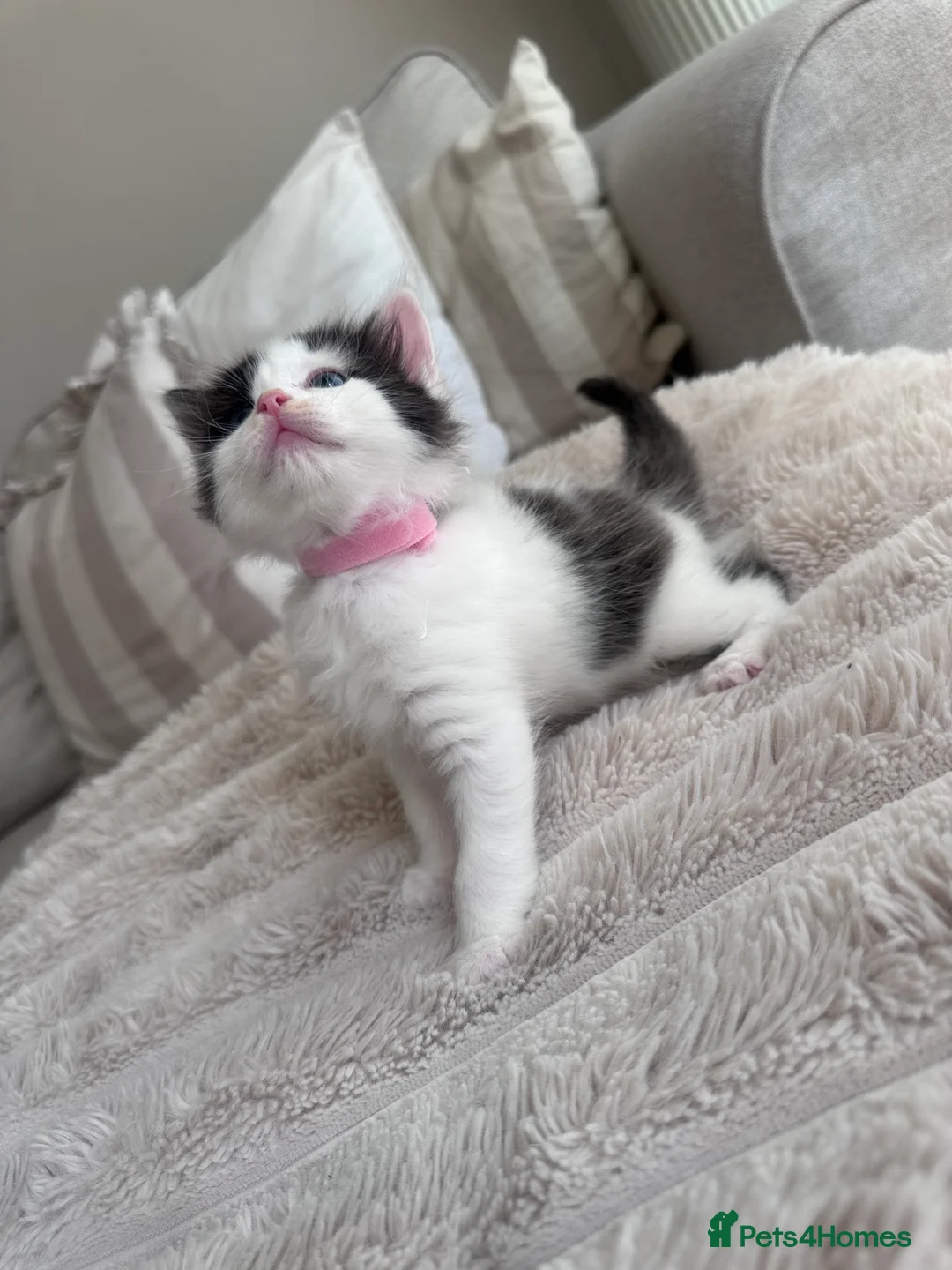 Mixed Breed cats for sale: Ragdoll x tuxedo  - Advert 12