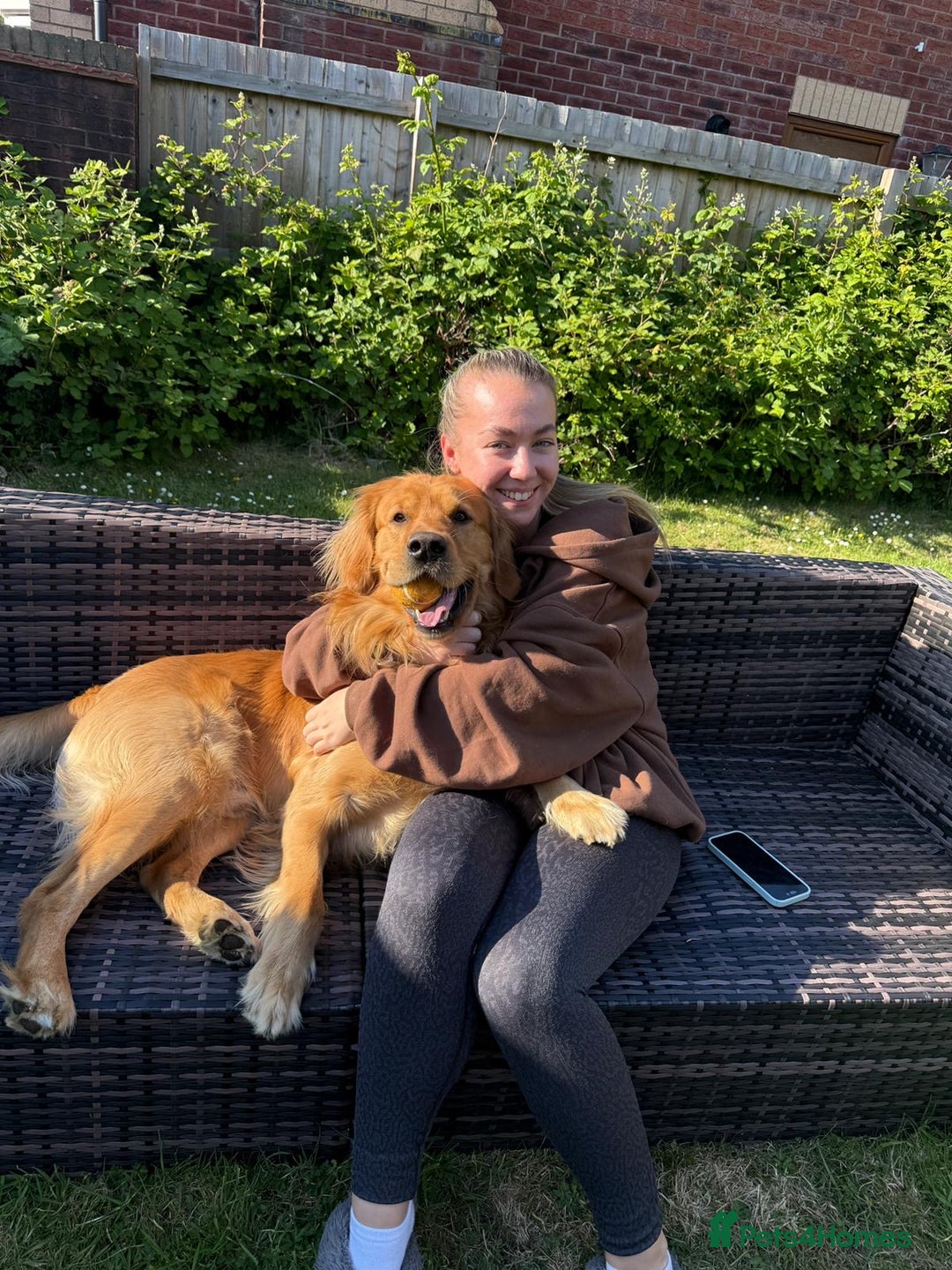 Golden Retriever dogs for stud: HANDSOME 2 YEAR OLD RED STUD - GOLDEN RETRIEVER  - Image 17