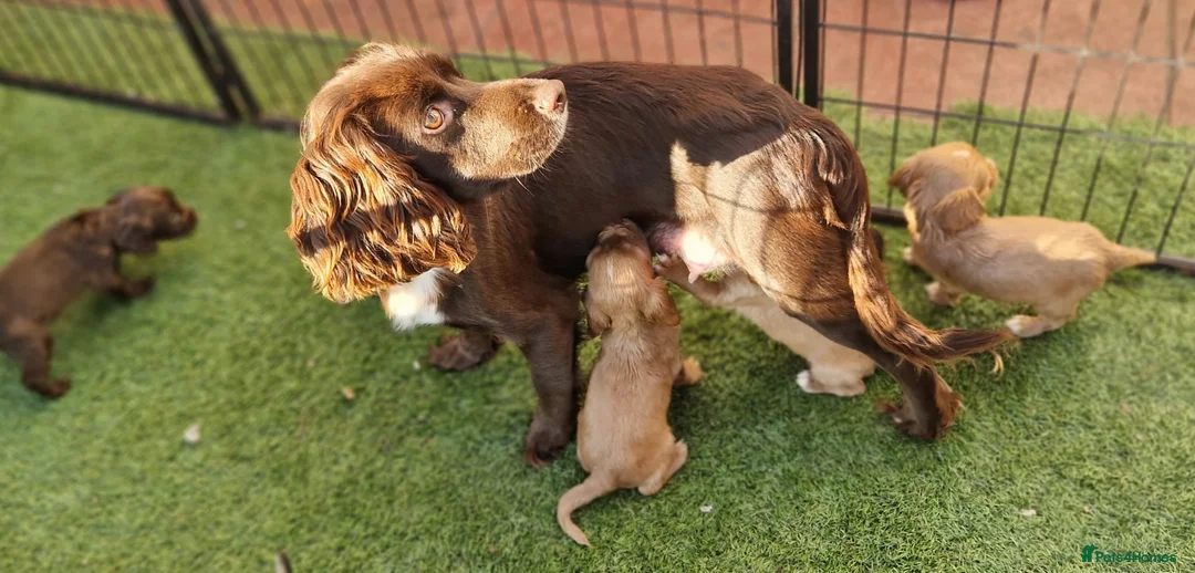 Cocker Spaniel dogs for sale: Ready now - Advert 1
